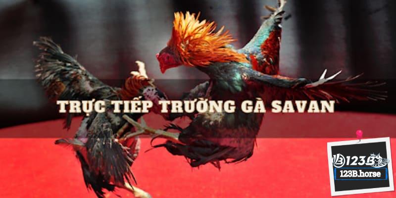 Những giải đấu tiêu biểu